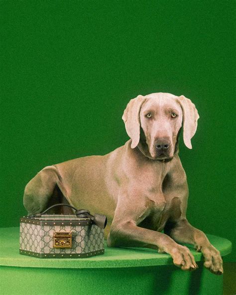 gucci sac pour chien|Gucci: Gucci Introduces Its New Pet Collection .